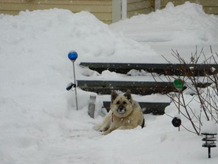 january-12-snow-dog