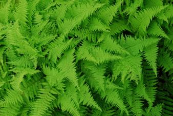 july-19-ferns-from-above