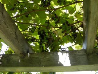 august-19-grapes