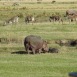 Hippo and Zebra in Ngorongoro Crater